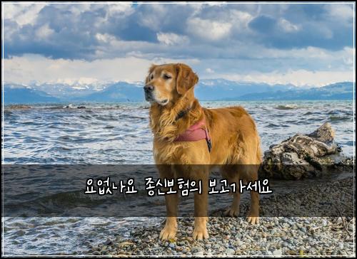 요없나요 종신보험의 보고가세요