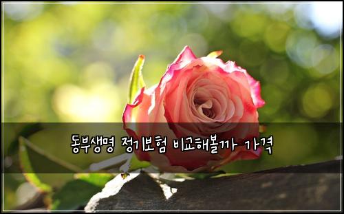 ๋๋ถ์๋ช
์ ๊ธฐ๋ณดํ ๋น๊ตํด๋ณผ๊น ๊ฐ๊ฒฉ