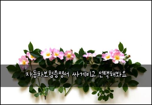 자동차보험증명서 싸게비교 선택해봐요