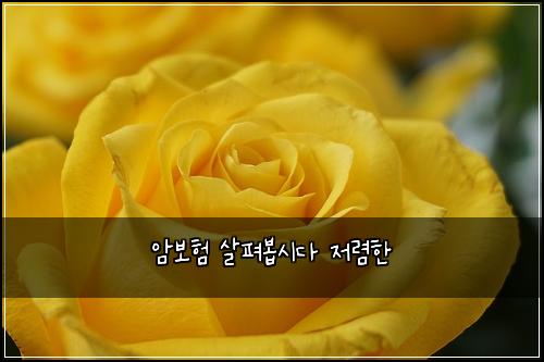 암보험 살펴봅시다  저렴한