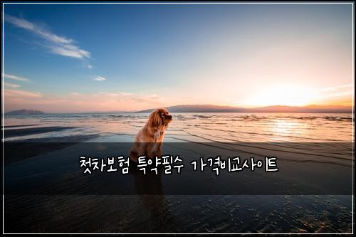 첫차보ν νΉμ½νμ κ°κ²©λΉκ΅μ¬μ΄νΈ