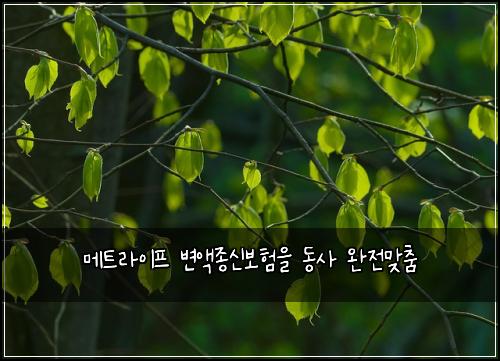 메트라이프 변액종신보험을 동사 완전맞춤