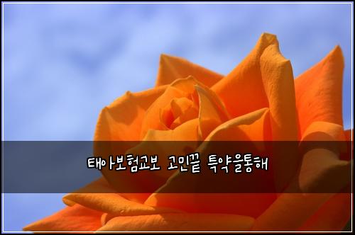 태아보험교보 고민끝 특약을통해