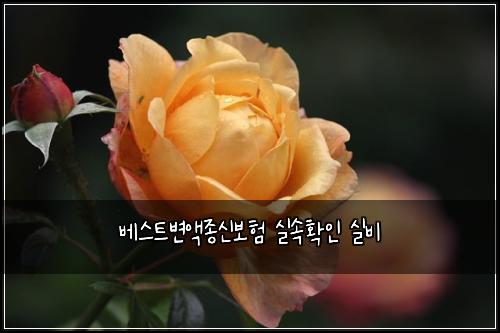 베스트변액종신보험 실속확인  실비
