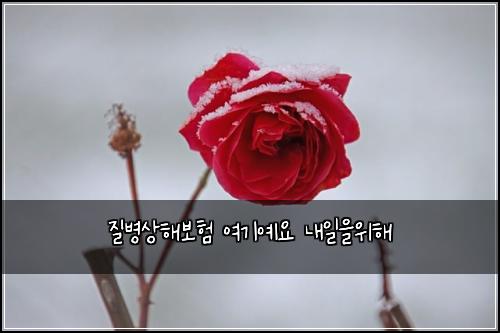 질병상해보험 여기예요  내일을위해