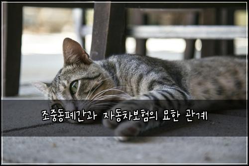 조중동폐간과 자동차보험의 묘한 관계