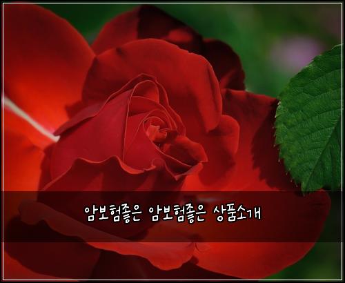 암보험좋은 암보험좋은 상품소개