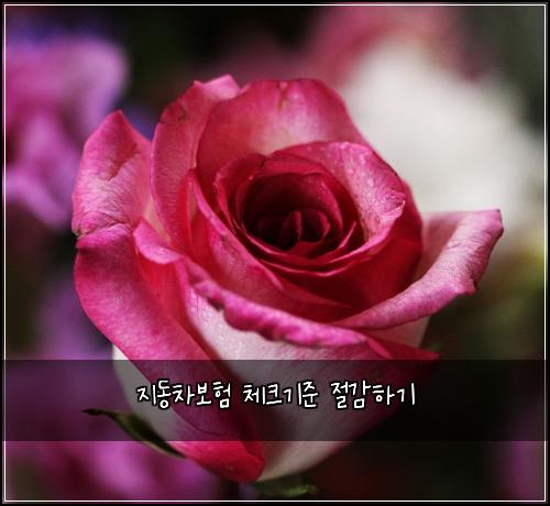 지동차보험 체크기준  절감하기