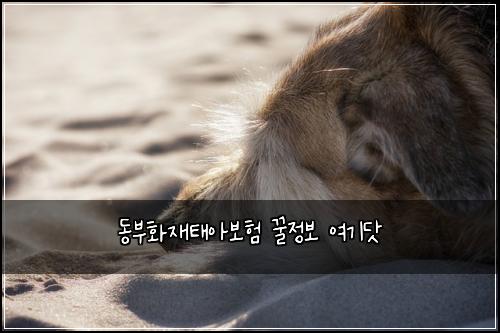 ๋๋ถํ์ฌํ์๋ณดํ ๊ฟ์ ๋ณด ์ฌ๊ธฐ๋ท