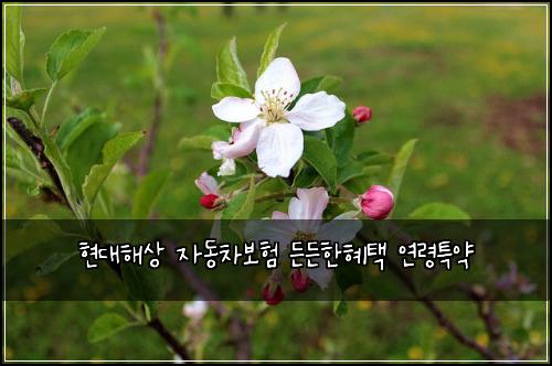 ํ๋ํด์ ์๋์ฐจ๋ณดํ ๋ ๋ ํํํ ์ฐ๋ นํน์ฝ