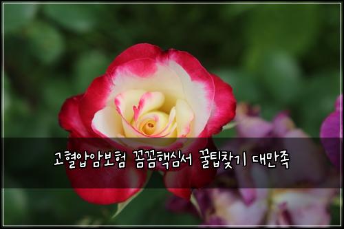 고혈압암보험 꼼꼼핵심서  꿀팁찾기 대만족