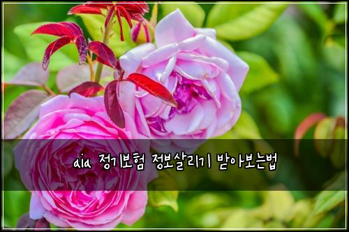 aia 정기보험 정보살리기  받아보는법