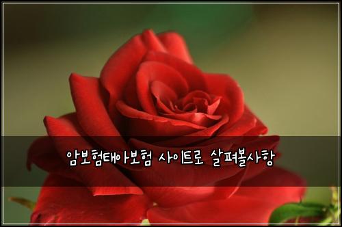 암보험태아보험 사이트로 살펴볼사항