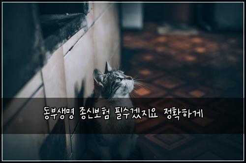동부생명 종신보험 필수겠지요  정확하게