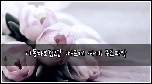 자동차보험2달 빠르게 싸게 무료파악