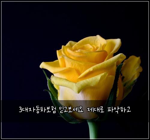 3๋์๋์ฐจ๋ณดํ ๋ฏฟ๊ณ ๋ณด์ธ์ ์ ๋๋ก ํ์
ํ๊ณ