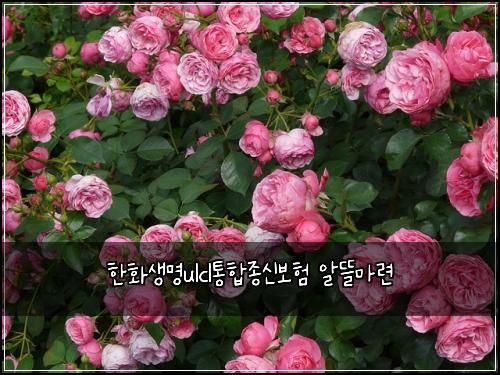 ํํ์๋ช
ulclํตํฉ์ข
์ ๋ณดํ ์๋ฐ๋ง๋ จ