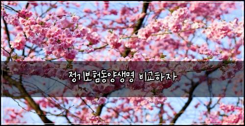 정기보험동양생명 비교하자