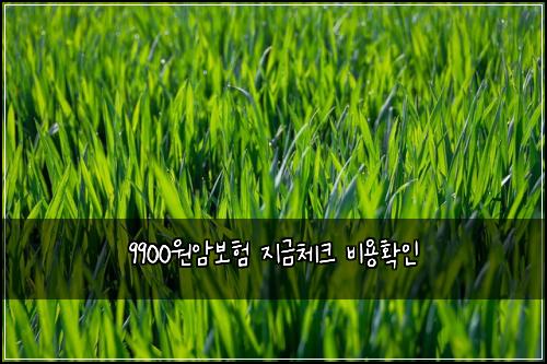 9900원암보험 지금체크  비용확인