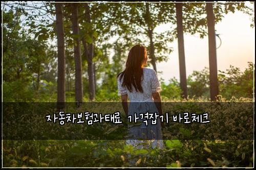 자동차보험과태료 가격잡기 바로체크