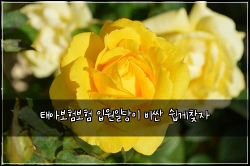 태아보험보험 입원일당이 비싼 쉽게찾자