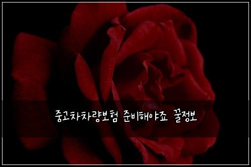 중고차차량보험 준비해야죠  꿀정보