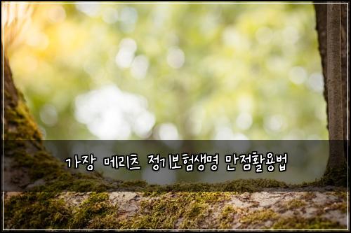 가장 메리츠 정기보험생명 만점활용법
