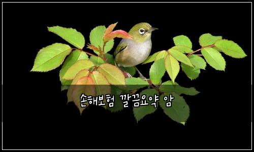 손해보험 깔끔요약  암