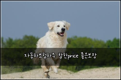 자동차보험차주 참한price 좋은보장