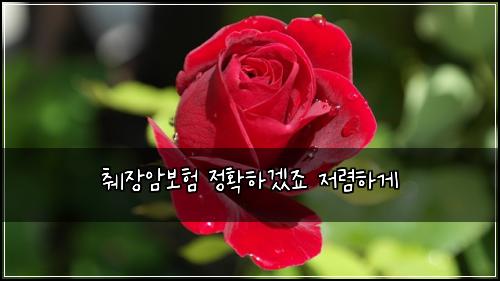 췌장암보험 정확하겠죠  저렴하게