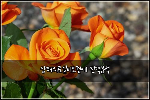 ์ํด์๋ฃ์ค๋น๋ณดํ์ ์ ๊ฒฉ๋ถ์