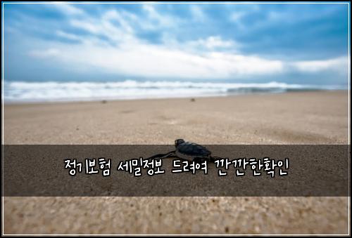 정기보험 세밀정보  드려여 깐깐한확인