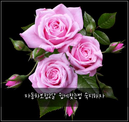 자동차보험2달 쉽게찾는법 숙지하자