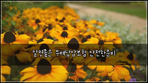 알면좋은 무배당암보험 안전한준비 