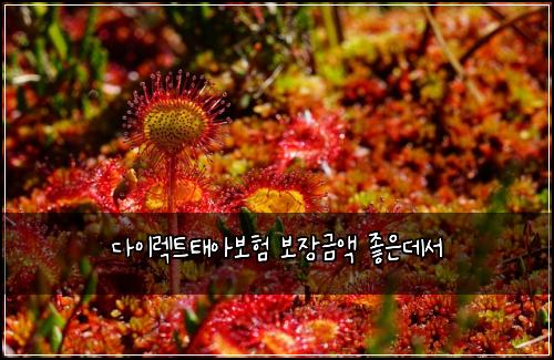 다이렉트태아보험 보장금액  좋은데서