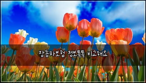 장동차보험 정보톡톡  비교해요