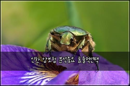 신한 암보험 분석중요  효율적선택