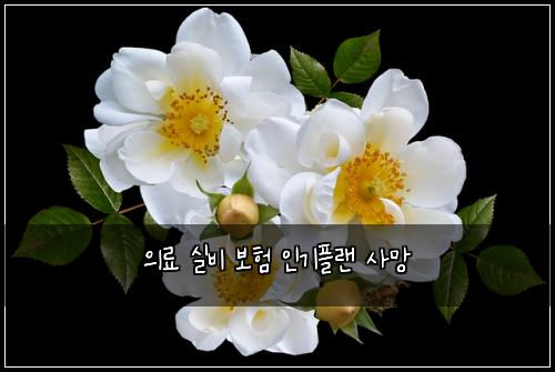 의료 실비 보험 인기플랜  사망