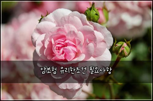 ์๋ณดํ ์ ๋ฆฌํ์กฐ๊ฑด ํ์์ฌํญ