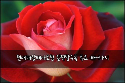 현대해상태아보험 일찍할수록  추요 태어나지