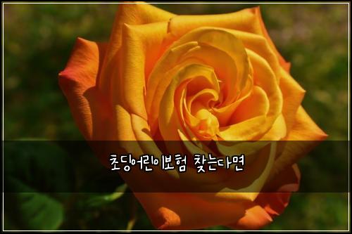 초딩어린이보험 찾는다면 