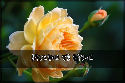 흥국암보험비교 상품 효율성체크