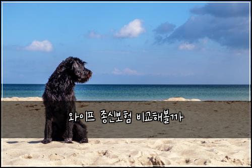 ์์ดํ ์ข
์ ๋ณดํ ๋น๊ตํด๋ณผ๊น