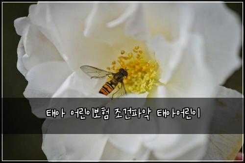 태아 어린이보험 조건파악  태아어린이