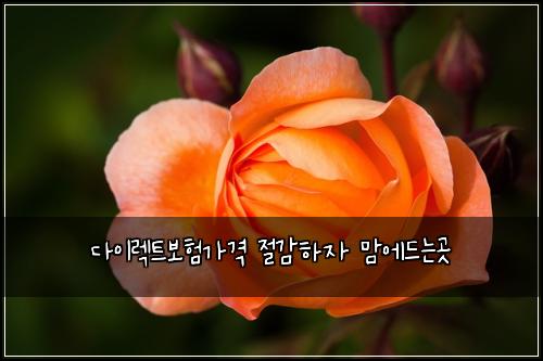 다이렉트보험가격 절감하자 맘에드는곳