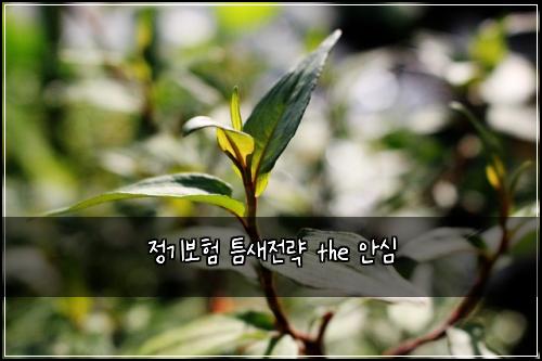 정기보험 틈새전략  the 안심