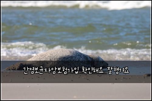 간염보균자암보험가입 확인해요 잘챙겨요
