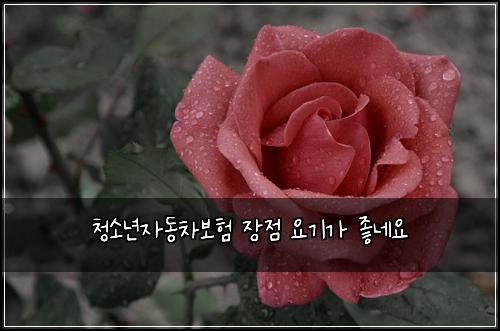 ์ฒญ์๋
์๋์ฐจ๋ณดํ ์ฅ์ ์๊ธฐ๊ฐ ์ข๋ค์