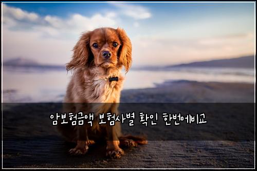 암보험금액 보험사별 확인 한번에비교