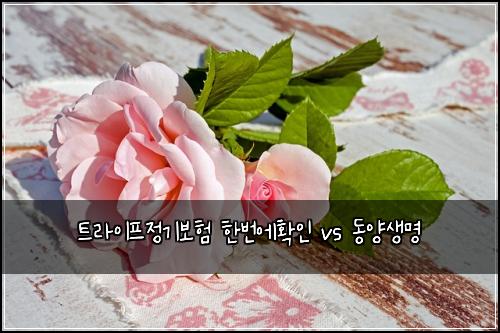 트라이프정기보험 한번에확인  vs 동양생명